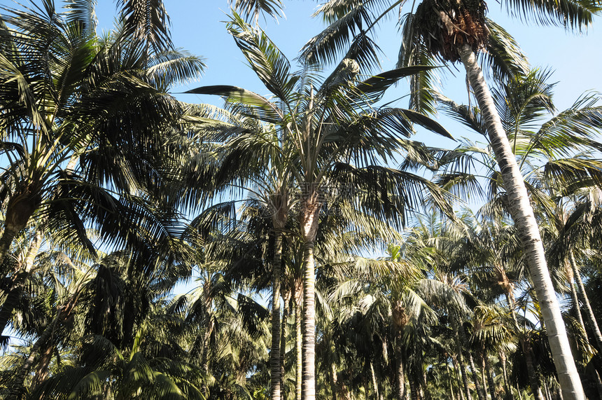 棕榈树椰子天堂树木旅行旅游天空绿色异国叶子情调图片