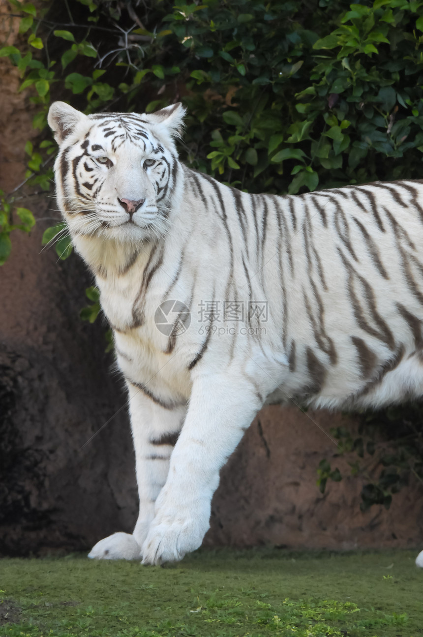 黑色和白条纹黑白老虎组织捕食者野生动物荒野动物眼睛动物园白色动物学图片