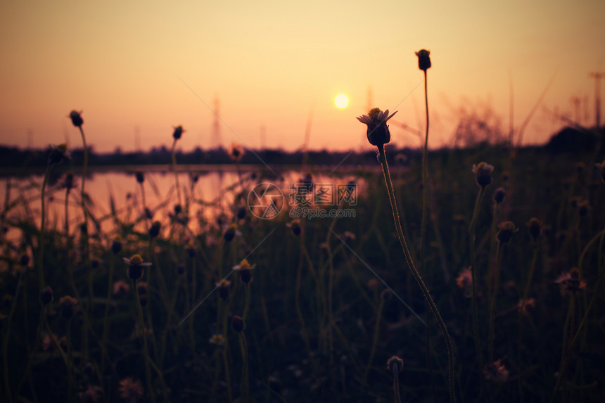 在河边的花朵草地天空日落白色太阳反射季节农业地平线阳光图片