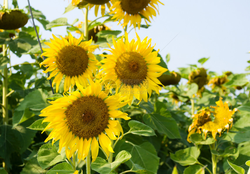 向日花开花蜂蜜环境花粉植物天空阳光农业花园昆虫蓝天图片