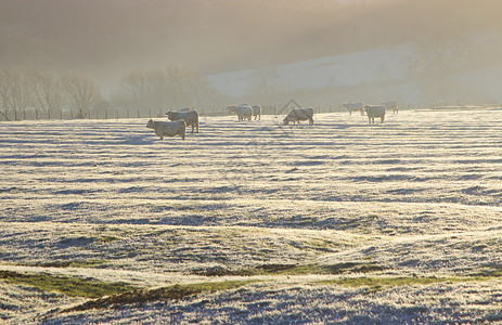 冷冻的牛群 科茨狼人高清图片