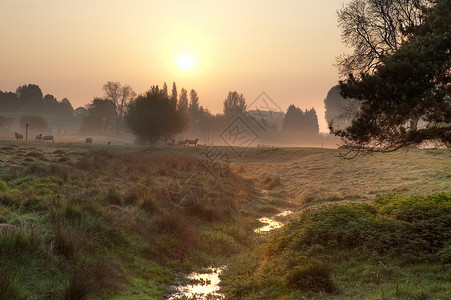 早上在英国乡村的迷雾中高清图片