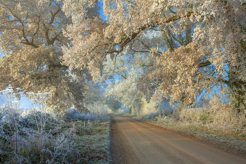 科茨狼人季节性农村英语橡木风景树篱乡村天气旅行车道图片