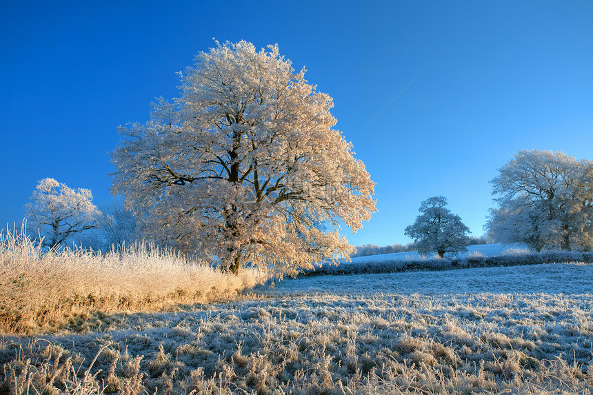 冬季的英语农田乡村天气树篱旅行日出季节风景农村季节性图片