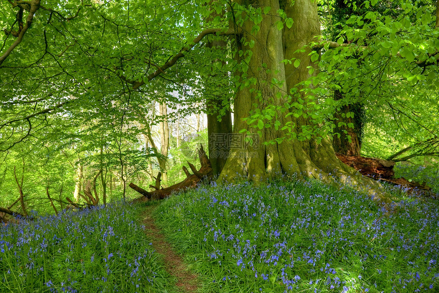 带蓝铃的蜂蜜木树干地毯林地小路树木森林途径英语植物群野花图片