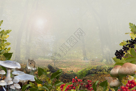 松鼠蘑菇秋季背景橡木农村松鼠山毛榉植物菌类植物群浆果生态环境背景