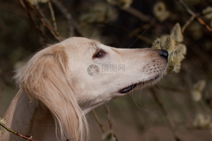 莎露琪和鲜花猎犬植物群植物白色水平动物宠物食肉棕色黑色图片