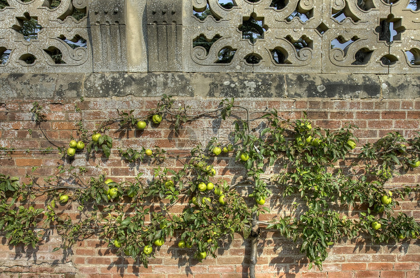 Espalier 苹果树食物英语水平园艺修剪生长水果图片