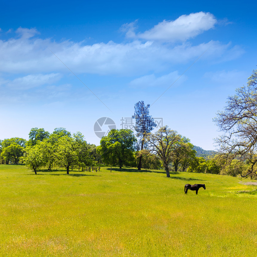 加州草原草原上的黑马树木牧场环境农田农场草地国家农村奶制品土地图片