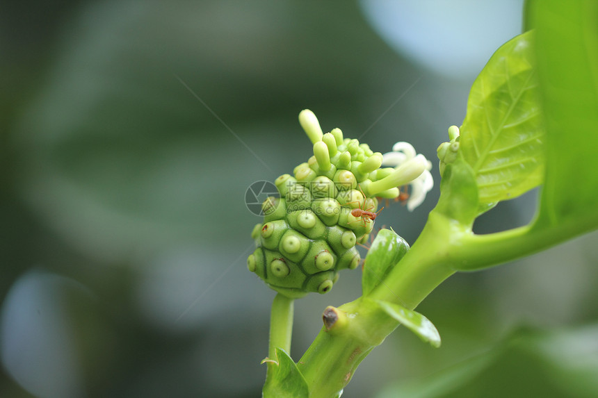 野花花草白色绿色水果热带绿茶草药植物群健康饮食花头图片