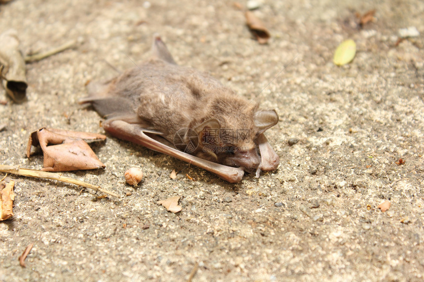 死蝙蝠宠物蚂蚁棕色小棕动物毛皮哺乳动物食虫图片