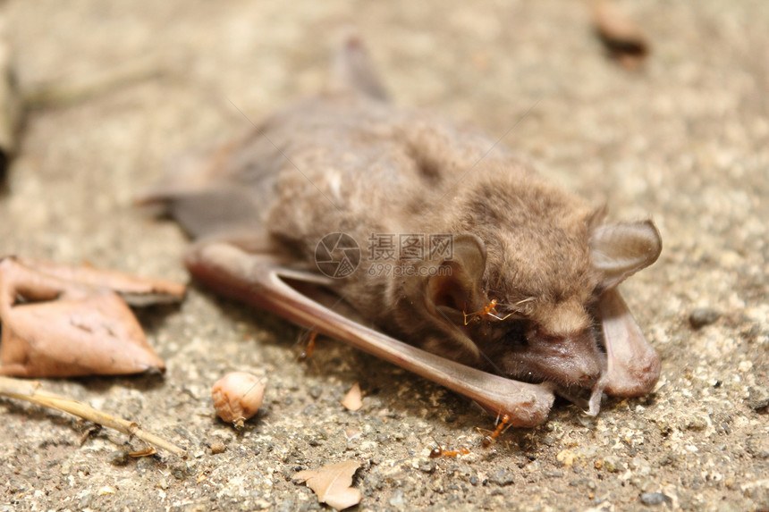 死蝙蝠小棕动物毛皮食虫蚂蚁棕色哺乳动物宠物图片