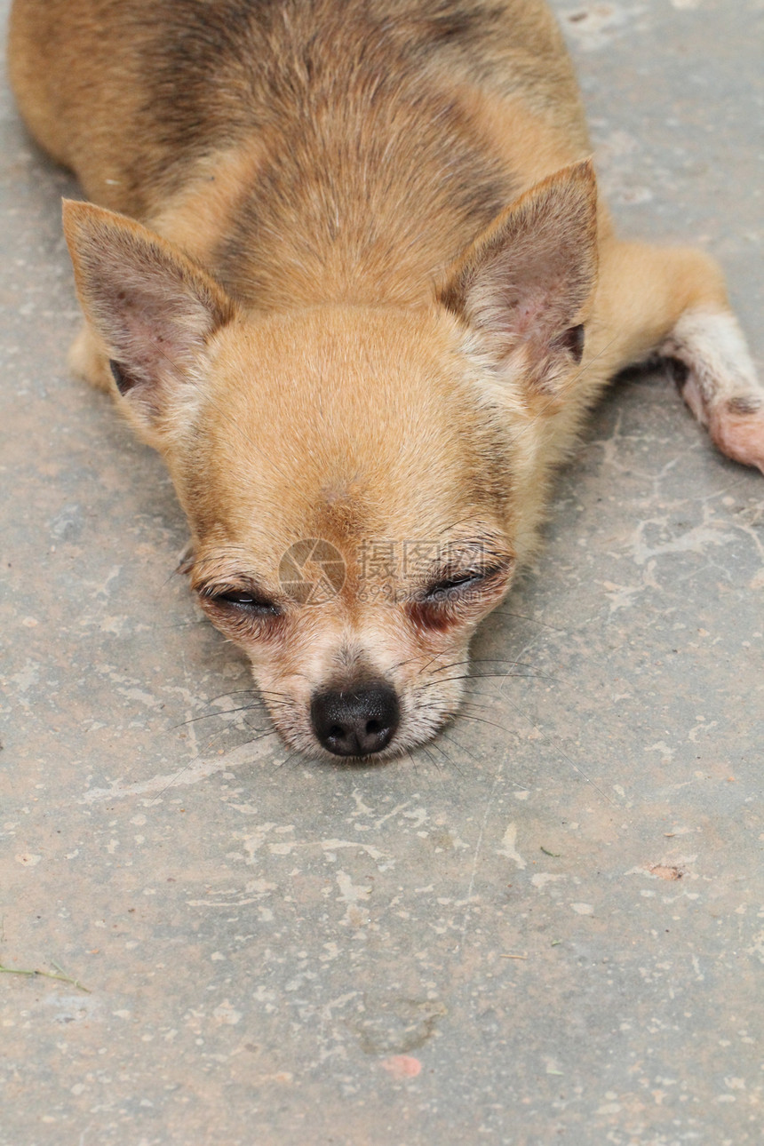 奇吉瓦州 睡觉动物小狗幸福眼睛宠物犬类睡眠图片