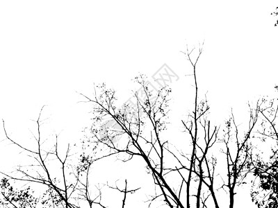 树树分支森林松树黑色季节性植物恶梦背景图片