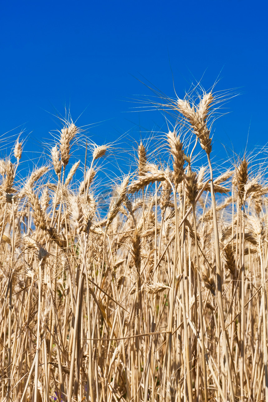 小麦田农村谷物植物天空小麦农场稻草太阳农业金子图片