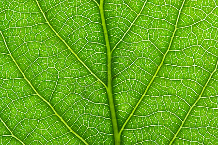 绿叶叶绿色植物细胞植物学活力静脉生长生活宏观生态背景图片