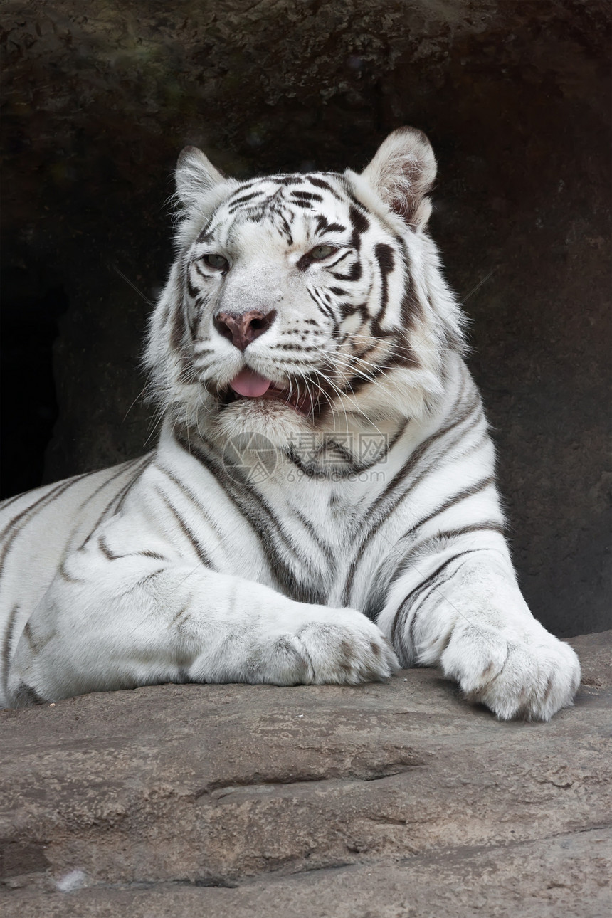 白虎眼睛动物园荒野野生动物捕食者黑色动物食肉胡须条纹图片