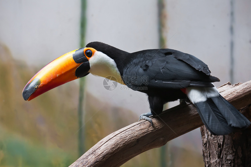 Toucan 土干森林丛林荒野羽毛动物暴风雨鸟类身体雨林黑色图片