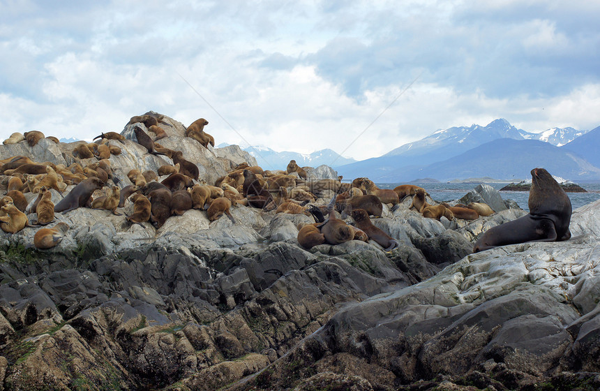 阿根廷比格尔海峡海豹图片
