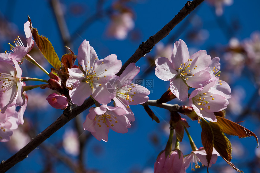 樱花花宏观季节粉色植物群植物花园花瓣植物学蓝色樱花图片