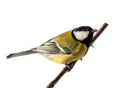 大提特  帕鲁斯大学歌手休闲唱歌黄色敬畏荒野翅膀场景野生动物羽毛背景图片