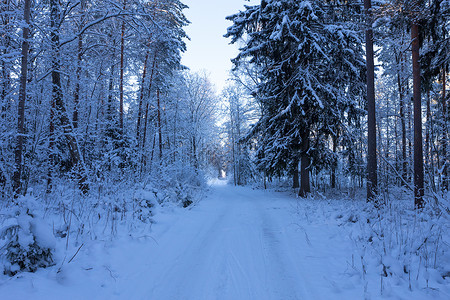 冬季森林 道路铺满了雪雪雪花木头公园季节天气天空花园横线新年荒野背景图片