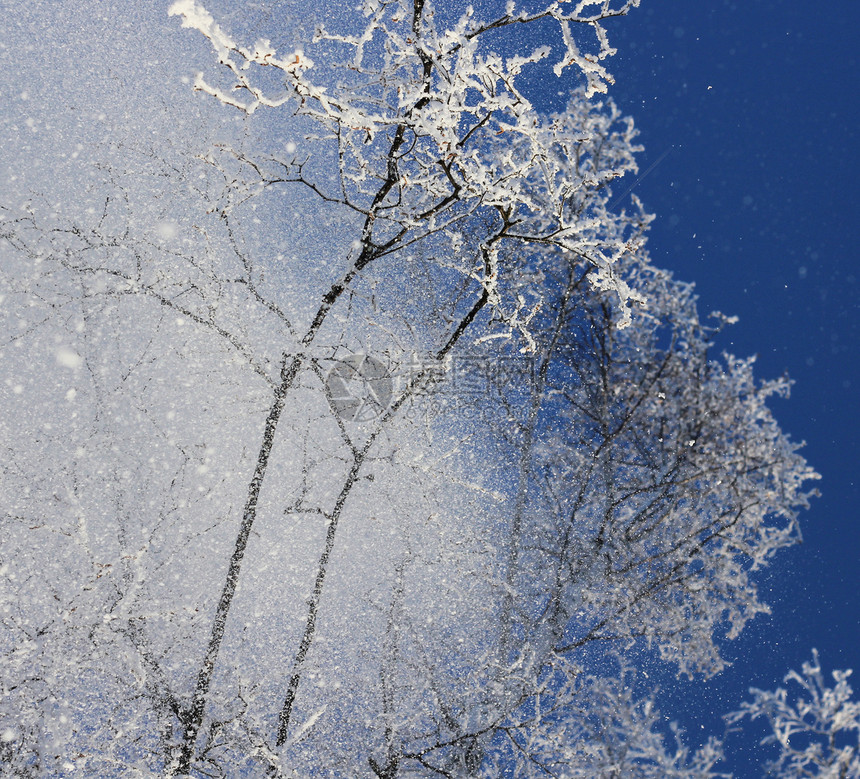 从树顶下落下的雪季节天空场景蓝色降雪白色分支机构温度雪花天气图片