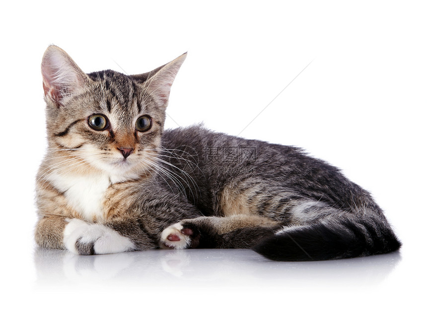 条纹小猫脊椎动物虎斑橙子哺乳动物兽医好奇心晶须食肉动物猫科图片
