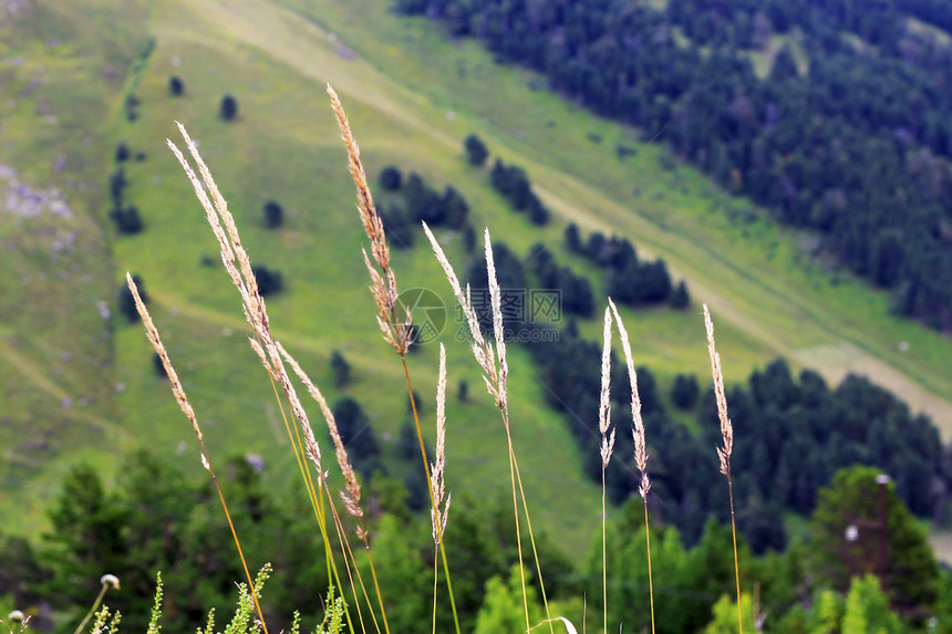 在草原上生长的黄草耳朵草本植物乡村场地高山黄色植物森林风景场景树叶图片