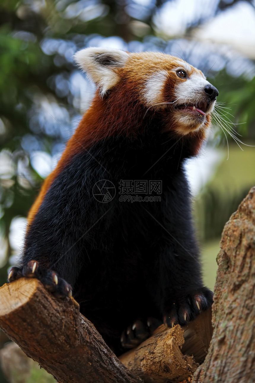 红熊猫哺乳动物毛皮生物红色动物荒野棕色大熊猫森林野生动物图片