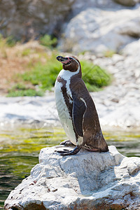 Humboldt的企鹅站在一块石头上高清图片
