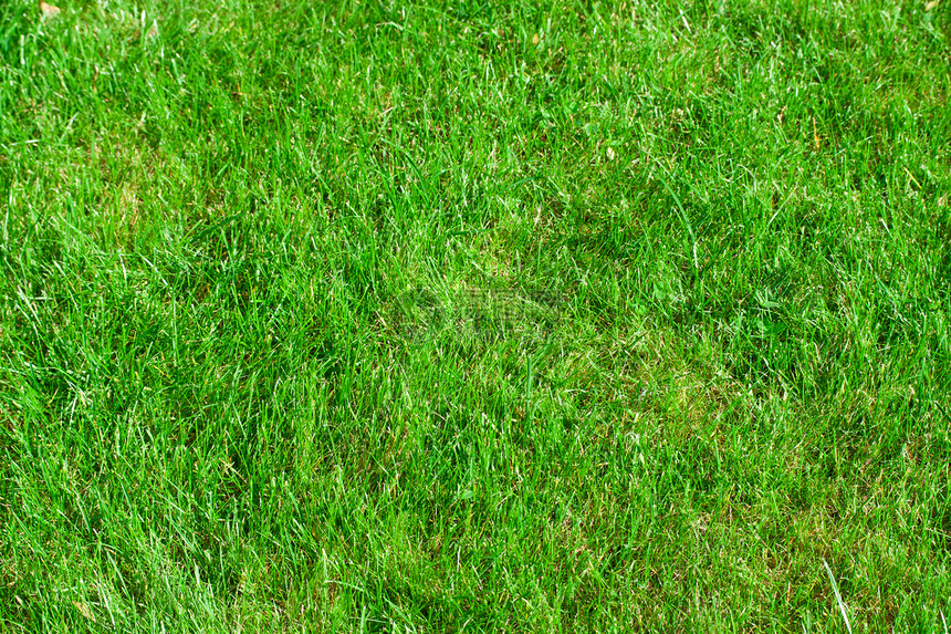 绿草绿色植物场地草原草地院子边缘活力环境土地草皮图片
