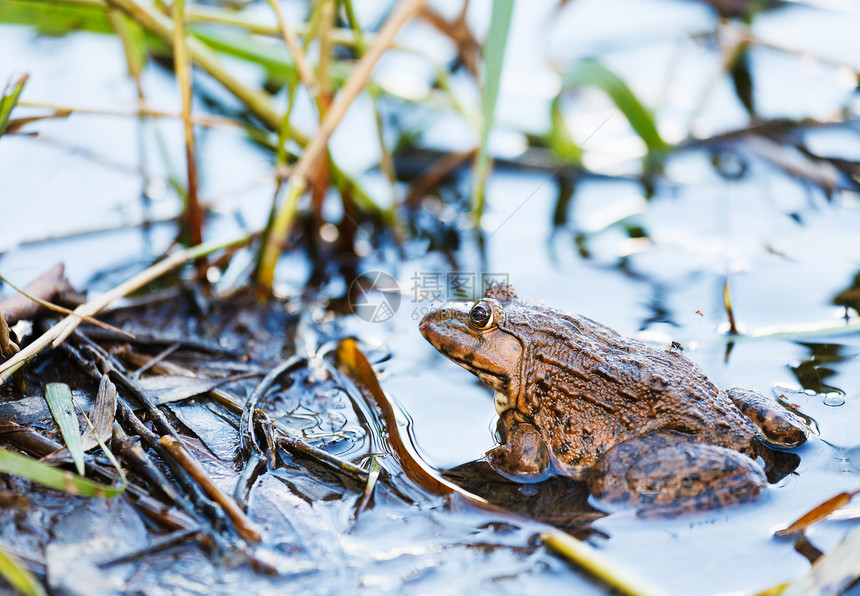 湖中的青蛙两栖动物野生动物池塘植物生态环境爬虫图片