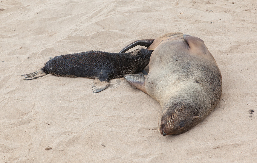 毛皮海豹阿尔克托脑积水海豹骨骼捕食者愤怒生活海滩动物野生动物殖民地食肉小狗图片