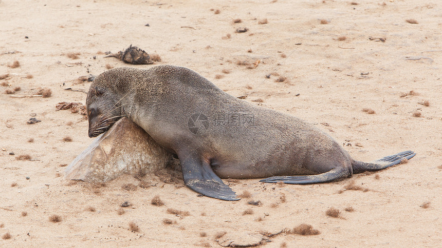 毛皮海豹阿尔克托脑积水海豹动物小狗海滩愤怒海洋海岸捕食者动物群食肉狮子图片