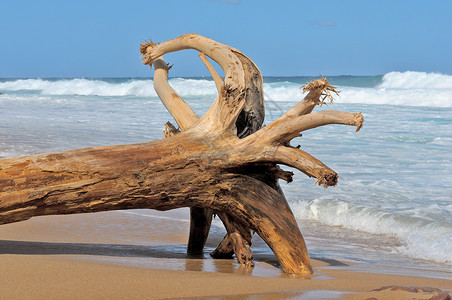 漂流木1树干树桩风景海滩浮木背景图片