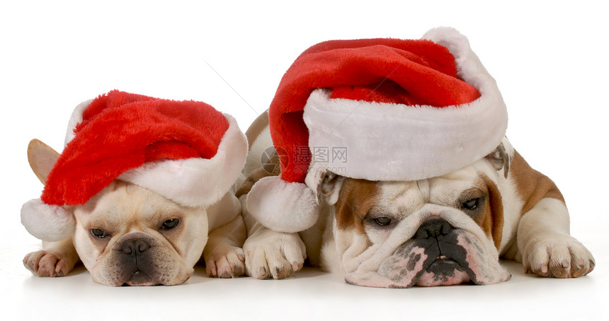 圣诞狗斗牛犬小狗戏服礼物季节英语朋友宠物犬类喜悦图片