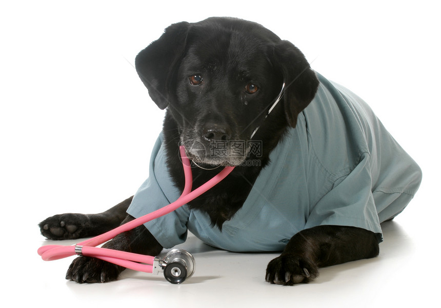 高级狗猎犬测试医疗老年手术戏服宠物医生白色护理图片