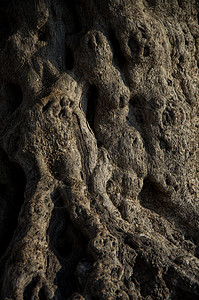 橄榄树树树皮图片