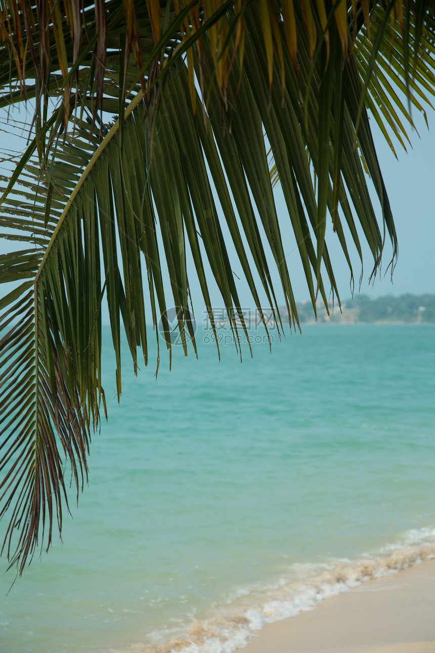 有着棕榈树的美丽的热带海滩植物棕榈晴天旅游蓝色海岸海浪叶子天堂椰子图片