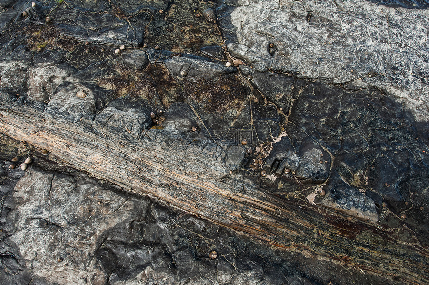土壤化森林支撑岩石考古学海岸石头低潮树桩日志地质学树干图片