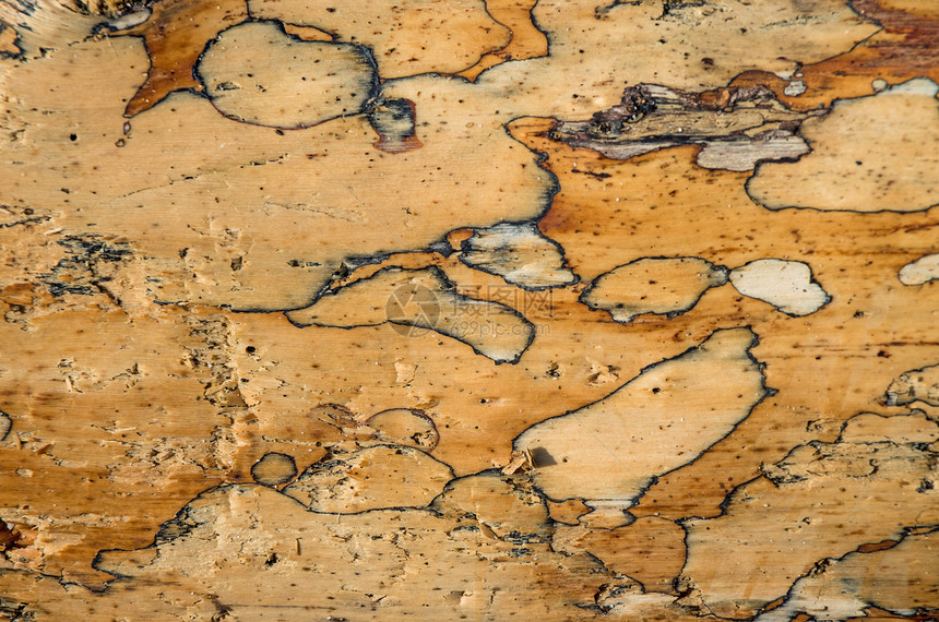 木表面家具木地板地面单板风格烹饪木板地板控制板样本图片