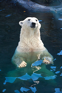 环保南极北极熊北极熊游泳动物园动物哺乳动物毛皮猎人食肉荒野捕食者野生动物背景