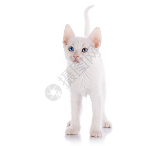胖胖的小白猫蓝眼睛的白小白猫背景