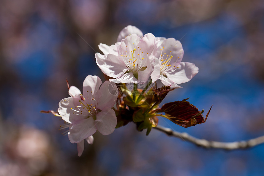 樱花花植物群花园蓝色粉色宏观植物学植物樱花季节天空图片