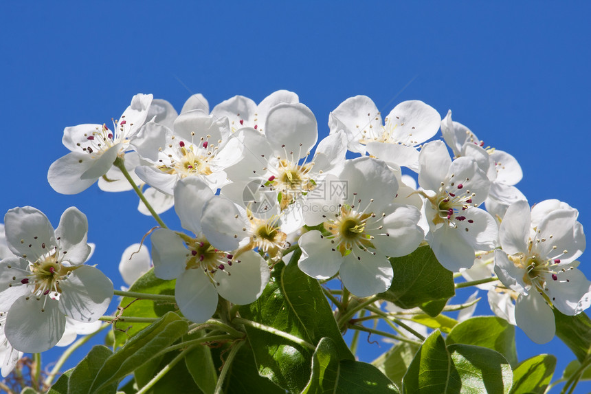 苹果花花生长季节白色花园叶子绿色植物宏观天空花瓣图片