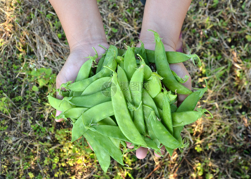 手头上的糖豆绿色植物群农业花园生产农场蔬菜收成植物生长图片