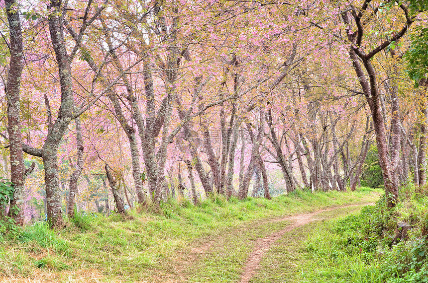 野生棕榈樱花黄色花瓣季节公园荒野木头叶子踪迹植物粉色图片