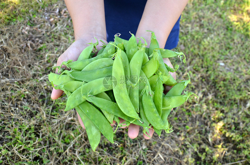手头上的糖豆绿色农场植物生产生长蔬菜大米植物群农业花园图片