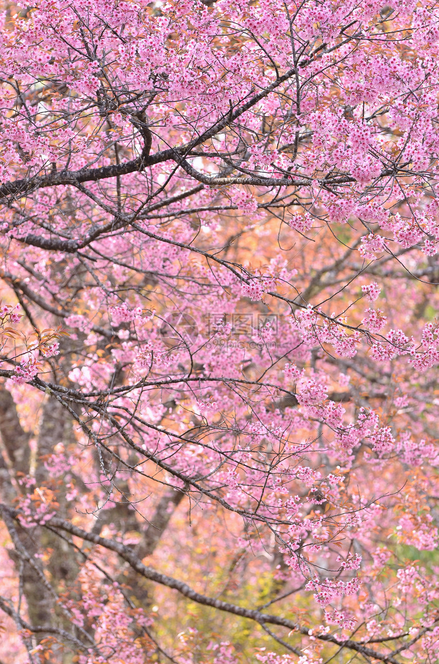 野生棕榈樱花花瓣公园植物叶子黄色蜡质粉色荒野季节木头图片